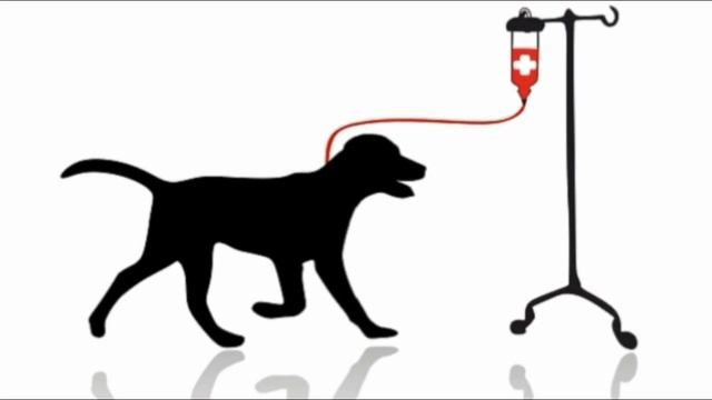 ДНЯМИ СОБАКИ РЫЛИ ЗЕМЛЮ, ЧТОБЫ СБЕЖАТЬ С ЭТОЙ ЖУТКОЙ ФЕРМЫ смотреть онлайн