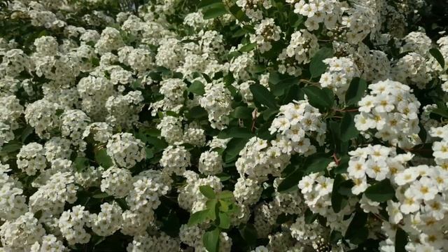 Спирея Вангутта. " Невеста". Белые острова, ирисы и сирень. Май 2021.Vita St смотреть онлайн