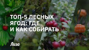 ТОП-5 самых полезных ЛЕСНЫХ ЯГОД. Где найти и как быстро собрать!