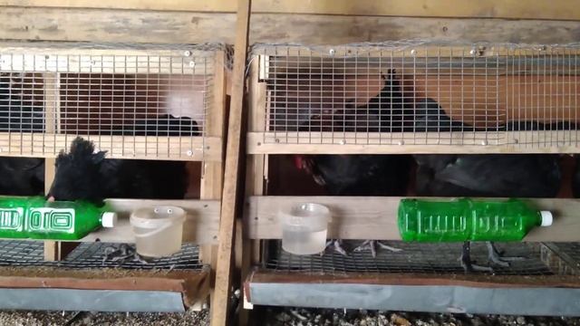 Петухи поют песни по очереди.Кукареканье двух петухов. смотреть онлайн