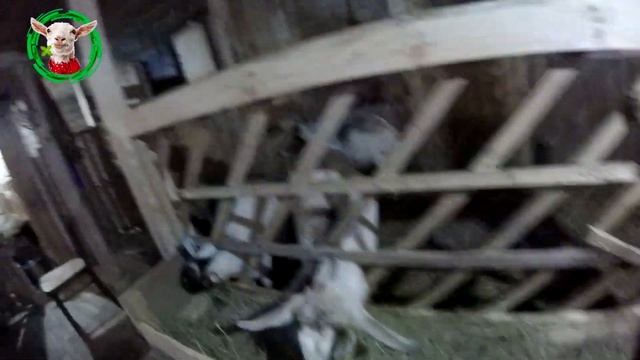 Правильная кормушка для коз смотреть онлайн