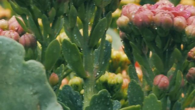 Om and Gayatri Mantra (Om Bhur Bhuva Swaha) Stress Relief Music, Calm Music, Meditation, Study, смотреть онлайн