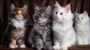 Делаю CatOS 14.9
