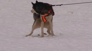 За 20 метров до финиша прихватило живот!