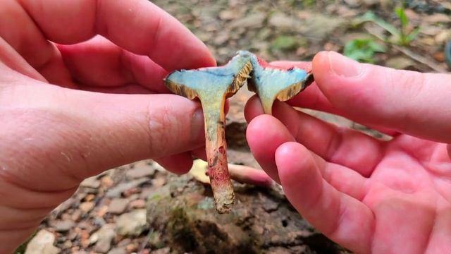 Ruby Red Bolete (Hortiboletus rubellus) / Boletus Mushroom смотреть онлайн