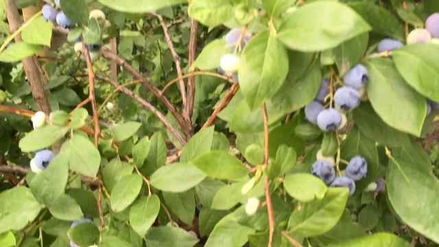 ?? Голубика / Лето / Поспевает "Торо"! смотреть онлайн