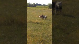 Собачья случка