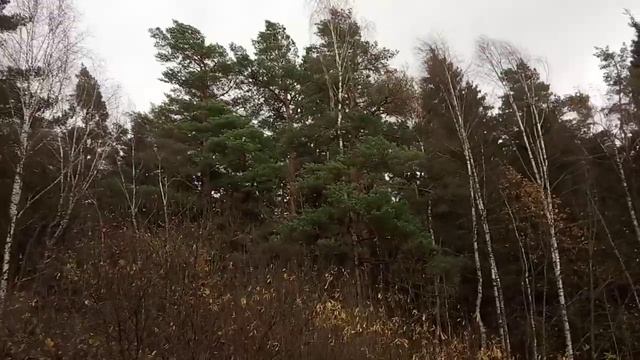 Ураганный ветер с дождем в лесу 22.10.2020г.Упало дерево в лесу 22.10.2020 года смотреть онлайн