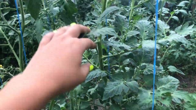 Дачный влог томаты в теплицы мои фавориты урожайность смотреть онлайн