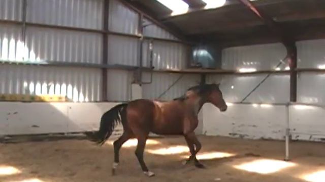 Chin Chin x Quidam de Revel 5 B смотреть онлайн