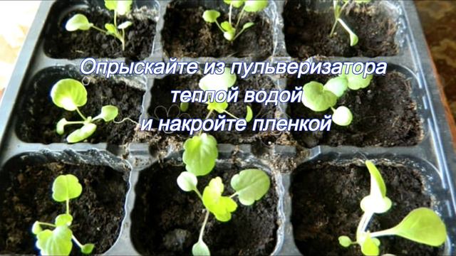 Время сеять цветы