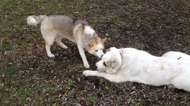 Хаски Ася. Хаски против алабая смотреть онлайн