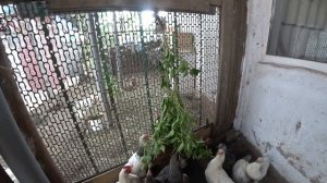 УБРАЛИ ГОРЬКИЙ ПЕРЕЦ??? ТОЛИ ДОЖДЬ ТОЛИ НЕТ? КАЖДЫЙ СПИТ СО  СВОЕЙ СЕМЬЕЙ??????