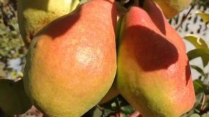 Груша Ноябрьская Россия | Растущая Таврида