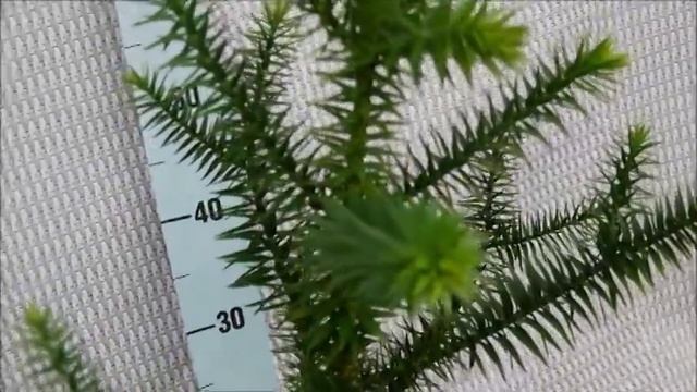 Araucaria Araucana