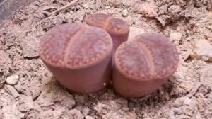 Удивительные «живые камни» литопсы