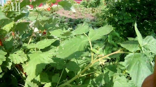 А вы любите вишневое варенье? смотреть онлайн