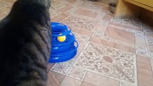 Коты тестируют интерактивную игрушку "Башня-антицарапки"