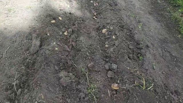 МОТОБЛОК БЕЛАРУС МТЗ 09.КАРТОФЕЛЬ. 2021.Weima13 л.с смотреть онлайн