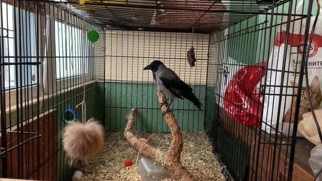 Судьба серой вороны, живущей у меня в квартире смотреть онлайн