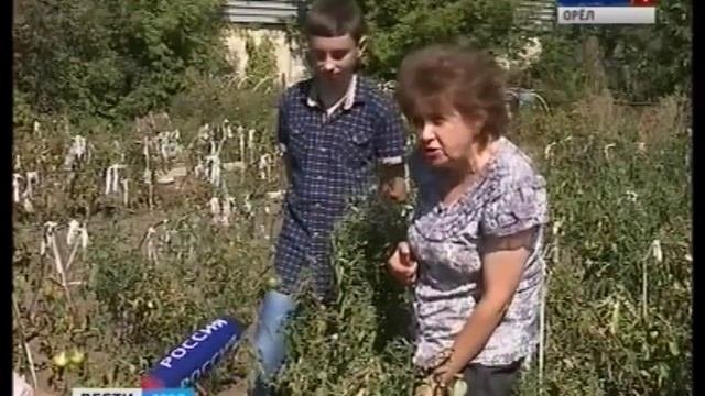 Орловский школьник вырастил помидор-гигант