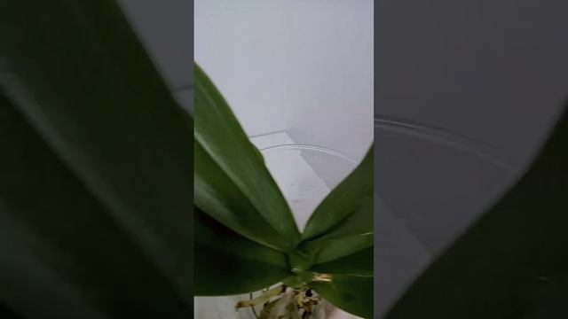 Борюсь с клещом! Спасаю свои орхидейки! Пересадка Африканского заката в керамзит! смотреть онлайн