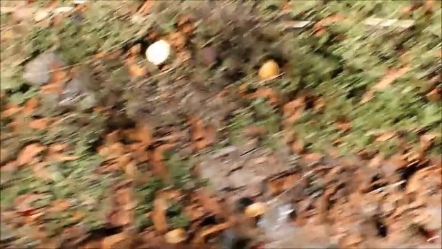 ВЛОГ Лиза заболела, Собираем КАШТАНЫ, идем к ЩЕНКАМ. смотреть онлайн