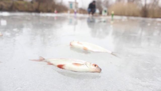 Зимняя рыбалка. Ловля щуки на жерлицы. Часть 2, День 2...Turistorii смотреть онлайн