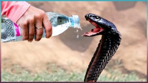 Эти Животные Звали на Помощь. Самое трогательное видео