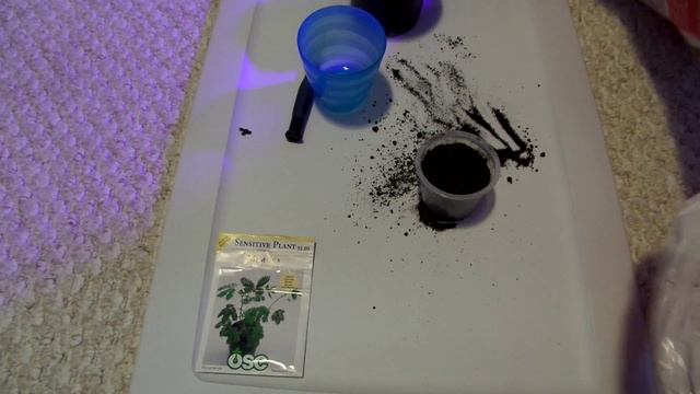Planting Mimosa (sensitive plant) from seed смотреть онлайн
