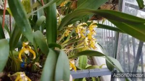 Максиллярия пикта-Ароматная Орхидея.