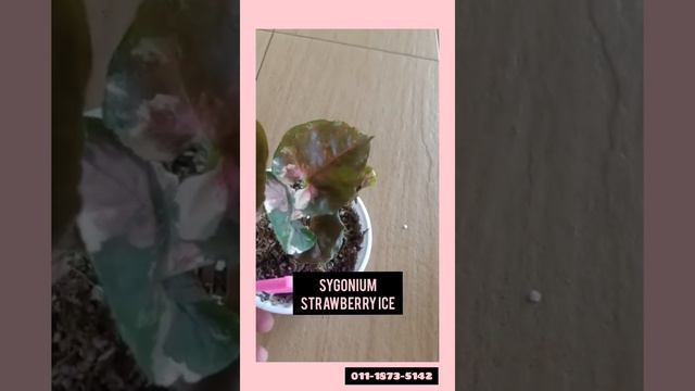 Sygonium strawberry ice