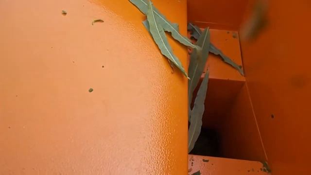 Измельчитель кормов Вихрь ИК 3 в 1 74/2/5 в работе. (измельчаю Иван-чай) смотреть онлайн