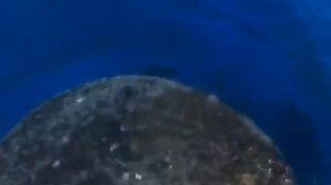 Куда девать куриный помет летом? Как удобрять куриным пометом.