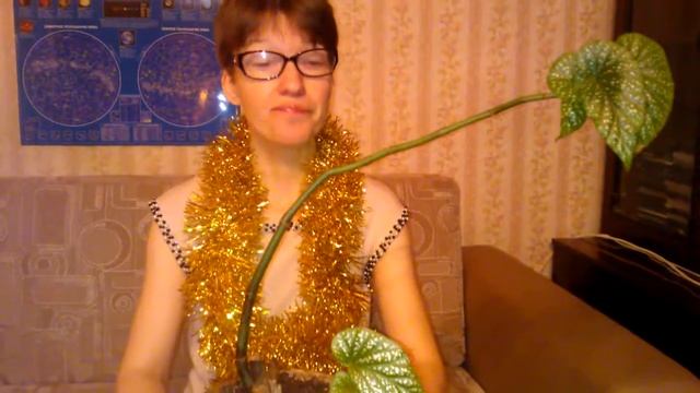 Мои комнатные растения. Коралловая бегония: замена земли смотреть онлайн