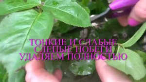 Слепые побеги на розах, прищипываем побеги растущие наружу куста .
