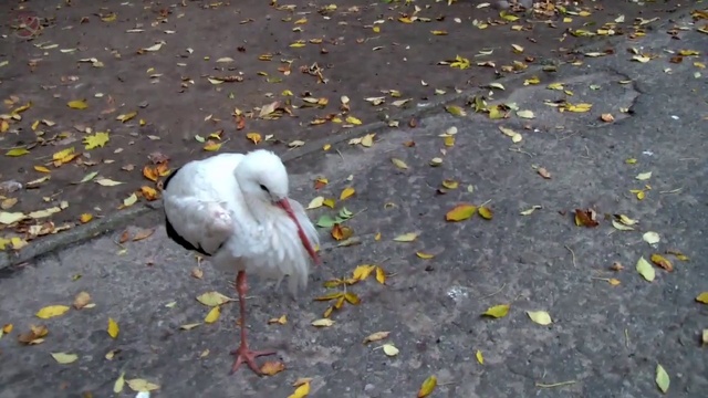 zoo4 зоопарк животные смотреть онлайн