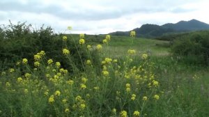 Поход на Тянь-Шань: часть 4. Горные степи