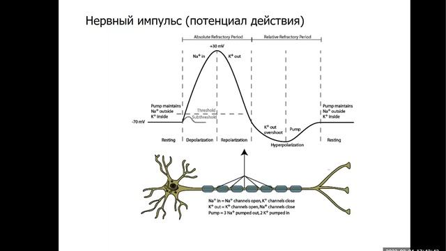 Лекция 18. Ионные каналы. Нервный импульс.