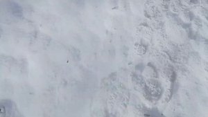 отстрел дроби 3/0 на 35 метров на крахмале