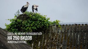 «100 лучших мест Союзного государства». Беловежская пуща