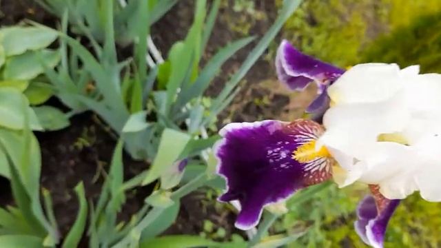 #ирисыбородатые #wabash / Ирис ( лат. iris germanica Wabash) бородатый сорт Вабаш. Цветение на Урал смотреть онлайн
