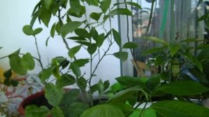 Как ухаживать за цитрусами в домашних условиях! мой опыт