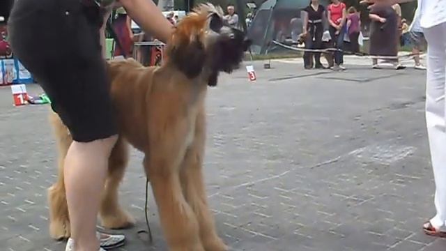 Барнаул, 20.06.15 "День щенка", Стефан смотреть онлайн