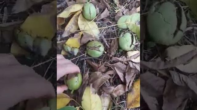 Крупный орех 1 часть