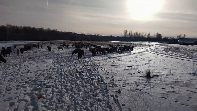 Январский выпас смотреть онлайн