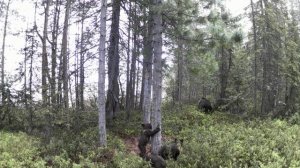 Детство трёх медведей в Кандалакшском заповеднике. Дерево. Дождь