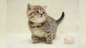 Скоттиш-страйт: описание, характеристики, 123 фото | 101kote.ru