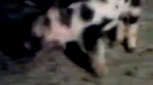 парасёнок танцует