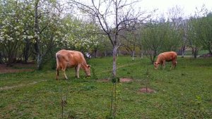Деревенский быт Азербайджанская Кухня Деревенская Кухня  Рецепты